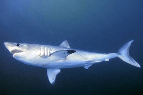 Тихоокеанская сельдевая акула