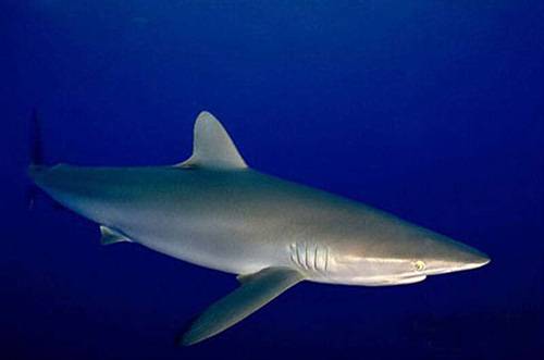 Короткопёрая серая акула