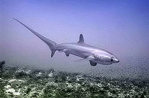 Фирма Новые Впечатления - Акулы у берегов Приморья - Нападение акул