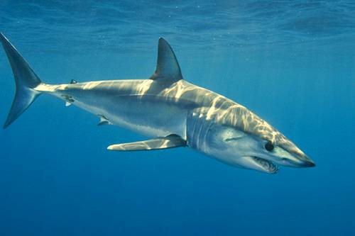 Фирма Новые Впечатления - Акулы у берегов Приморья - Нападение акул